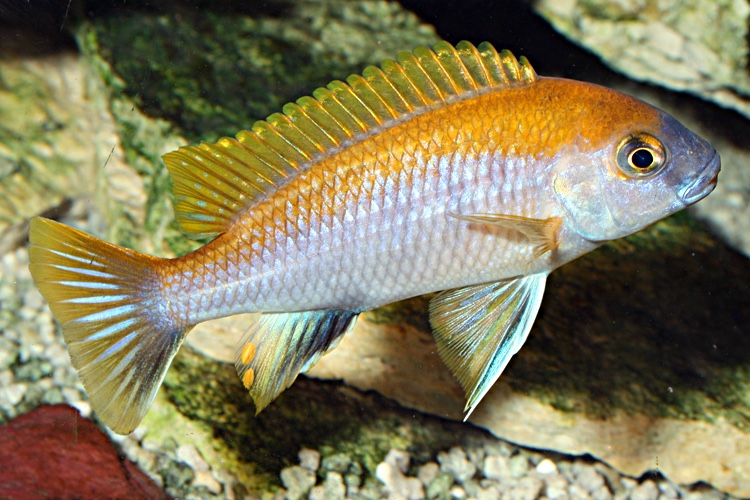 Gephyrochromis moorii 'Msuli Point'